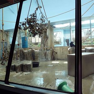 Primate, Cat + Aquatics Building - Siamang Exhibit