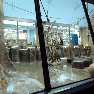 Primate, Cat + Aquatics Building - Siamang Exhibit