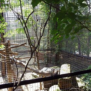 Primate, Cat + Aquatics Building - Snow Leopard Exhibit