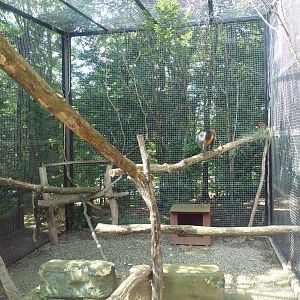 Primate, Cat + Aquatics Building - Golden-Bellied Mangabey Exhibit