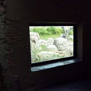 Primate, Cat + Aquatics Building - Gorilla Exhibit