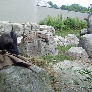 Primate, Cat + Aquatics Building - Gorilla Exhibit