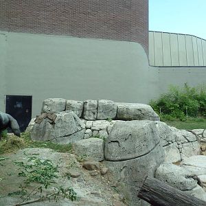 Primate, Cat + Aquatics Building - Gorilla Exhibit