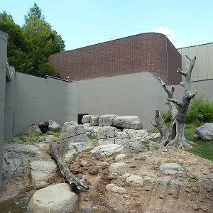 Primate, Cat + Aquatics Building - Gorilla Exhibit