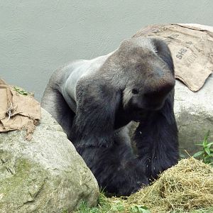 Primate, Cat + Aquatics Building - Gorilla