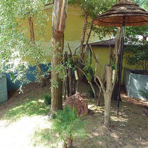 Australian Adventure - Koala Exhibit