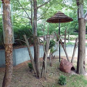 Australian Adventure - Koala Exhibit