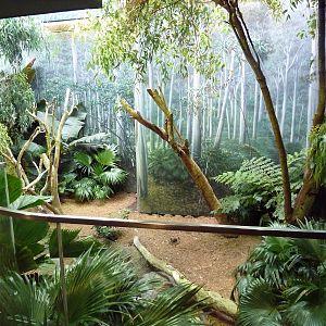 Australian Adventure - Koala Exhibit