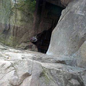 Asia Trail-Sloth Bear