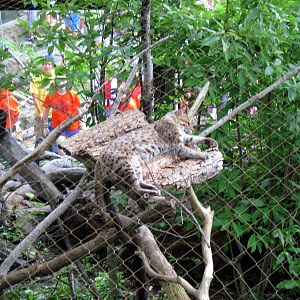 Asia Trail-Fishing Cat