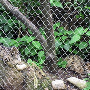 Asia Trail-Clouded Leopards
