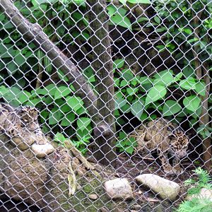 Asia Trail-Clouded Leopards