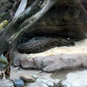 Asia Trail-Fishing Cat