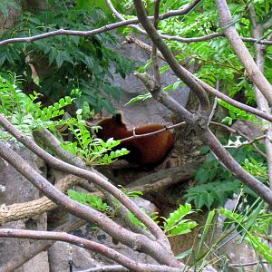 Asia Trail-Red Panda