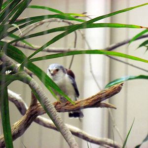 Bird House-Pygmy Falcon