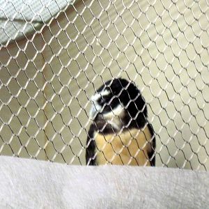 Bird House-Spectacled Owl