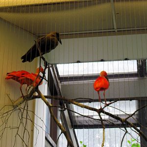 Bird House-Hammerkop and Scarlet Ibises