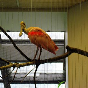 Bird House-Roseatte Spoonbill