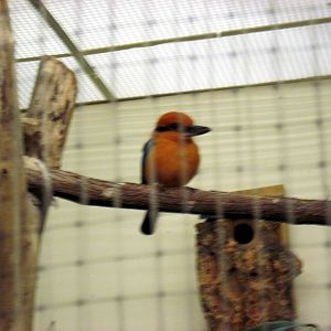Bird House-Micronesian Kingfisher