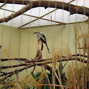 Bird House-Hornbill