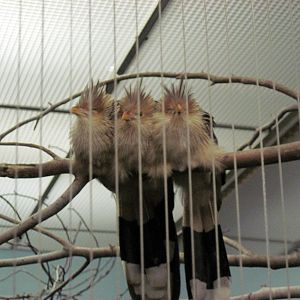 Bird House-Guira Cuckoos