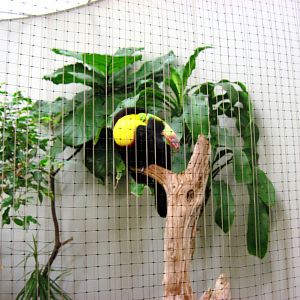 Bird House-Keel-bill Toucan