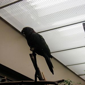 Bird House-Red-fronted Amazon