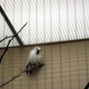 Bird House-Bali Mynah