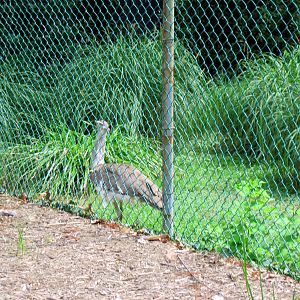 Bird House-Kori Bustard