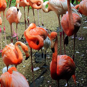 Bird House-Caribbean Flamingos