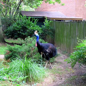 Bird House-Double-wattled Cassowary