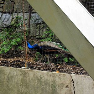 Bird House-Common Peafowl