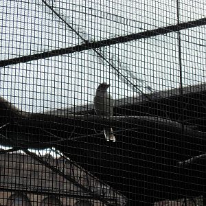 Bird House-Laughing Kookaburra