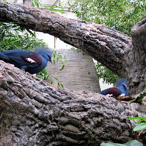 Bird House-Blue Crowned Pigeons