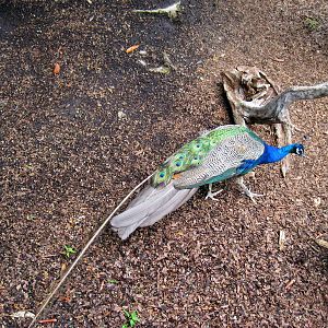Bird House-Common Peafowl