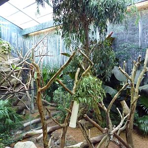 Australian Adventure - Koala + Goodfellow's Tree Kangaroo Exhibits