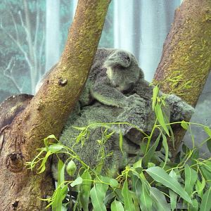 Australian Adventure - Koalas