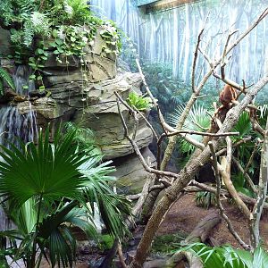 Australian Adventure - Goodfellow's Tree Kangaroo Exhibit