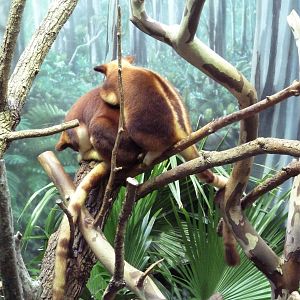 Australian Adventure - Goodfellow's Tree Kangaroos