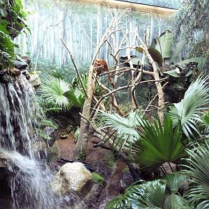 Australian Adventure - Goodfellow's Tree Kangaroo Exhibit