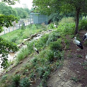 African Savanna - White Storks