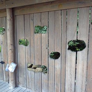 Free Flight Falls - Wild Bird Viewing Area