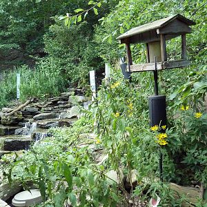 Free Flight Falls - Wild Bird Area