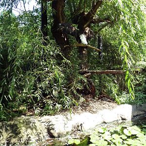 Northern Trek - Wolf Wilderness - Bald Eagle Exhibit