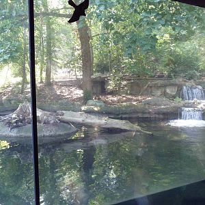 Northern Trek - Wolf Wilderness - Wolf/Beaver Exhibit