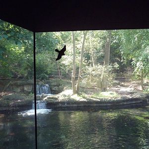 Northern Trek - Wolf Wilderness - Wolf/Beaver Exhibit