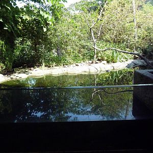 Northern Trek - Wolf Wilderness - Turtle/Fish Exhibit