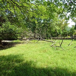 Northern Trek - Caribou Exhibit