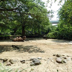 Northern Trek - Bactrian Camel Exhibit