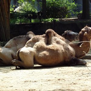 Northern Trek - Bactrian Camels